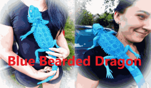 Blue Bearded Dragon